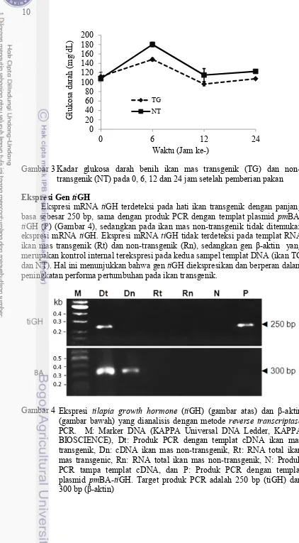 Gambar 3  Kadar glukosa darah benih ikan mas transgenik (TG) dan non-
