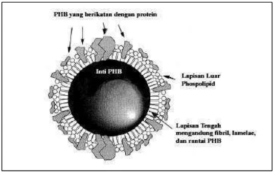 Gambar 2. Struktur model granula PHB (Ramachander, 2003)