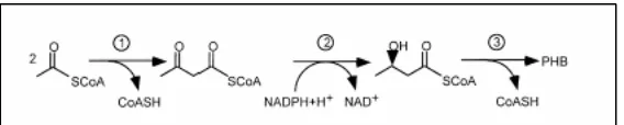 Gambar 3. Tahap sintesis PHB dengan penggunaan enzim : (1) β-ketothiolase, (2)
