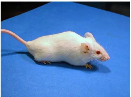 Gambar 1  Mencit sebagai hewan laboratorium. (Sumber: http://news service.  stanford.edu/news/2005/august24/gifs/mice_smooth.jpg)