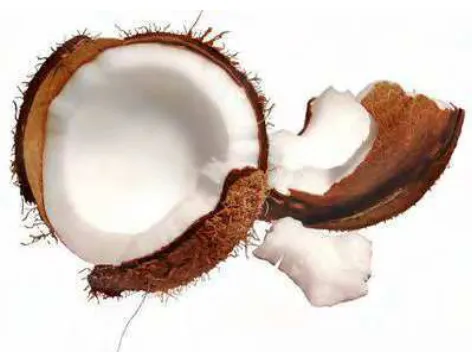 Gambar 2  Buah  kelapa ( Cocos nucifera). (Sumber: http://www.wikihow.com/  images/c/c6/Cracked_coconut.JPG)