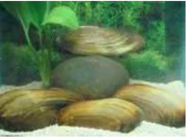 Gambar 4  Cangkang kijing air tawar. (Sumber: http://www.garfishindo.com/        images/products/snail_kijing_clam.jpg)