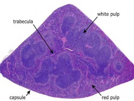 Gambar 7   Gambaran mikroskopik organ limpa. (Sumber: http://www.deltagen.        com/target/histologyatlas/atlas_files/hematopoietic/spleen_4x.htm)