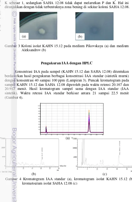 Gambar 3 Koloni isolat KAHN 15.12 pada medium Pikovskaya (a) dan medium 