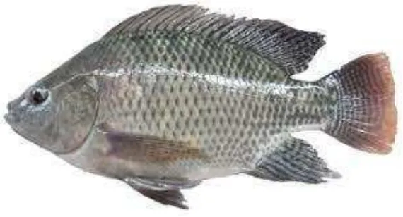Gambar 2. Ikan Nila (Oreochromis niloticus) 