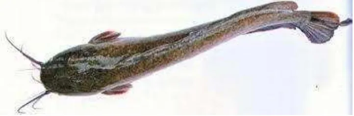 Gambar 3. Ikan Lele Sangkuriang (Clarias gariepinus) 