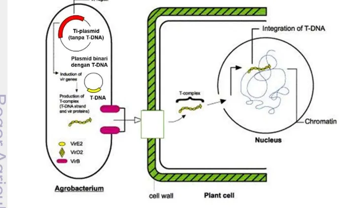 Gambar 3 Mekanisme transfer daerah T-DNA dari plasmid Ti Agrobacterium 