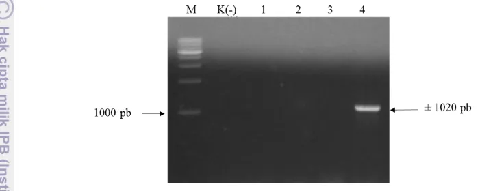 Gambar 8 Hasil verifikasi koloni yang membawa plasmid pC13-35S-Intron-