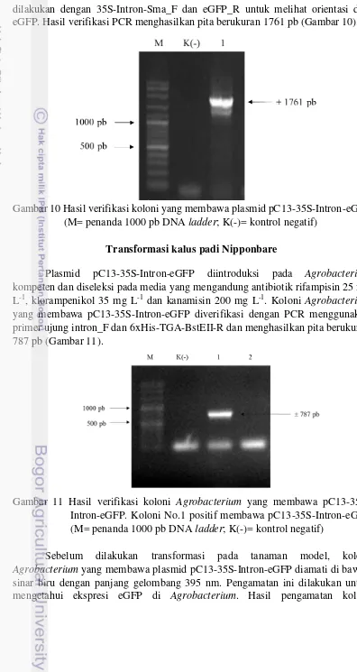 Gambar 10 Hasil verifikasi koloni yang membawa plasmid pC13-35S-Intron-eGFP 
