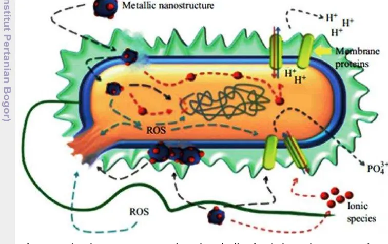 Gambar 3 Mekanisme NPs-ZnO sebagai antimikroba (Diaz-Visuraga et al. 2011) 