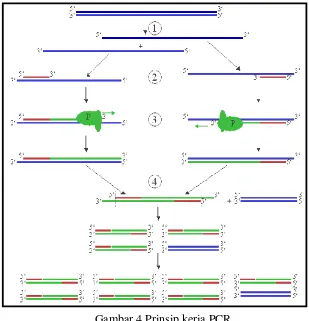 Gambar 4 Prinsip kerja PCR 