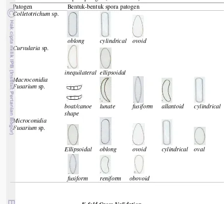 Tabel 2  Bentuk-bentuk spora patogen (Hanlin 1998) 