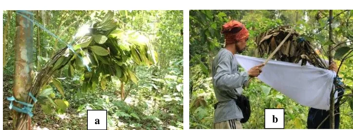 Gambar 3 Perangkap cabang tumbuhan nangka Artocarpus trap yang diikatkan pada pohon (a) dan pengumpulan spesimen kumbang dengan metode beating (b)