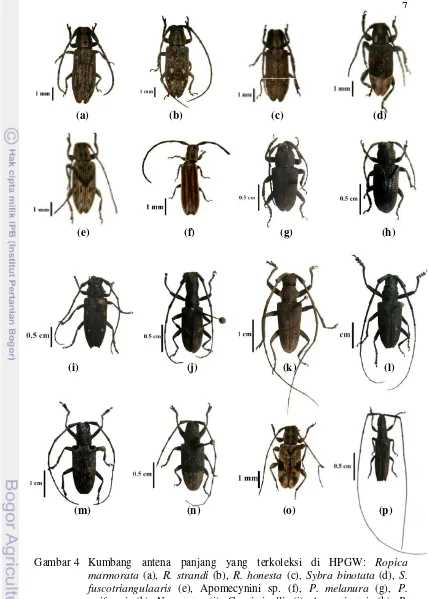 Gambar 4 Kumbang antena panjang yang terkoleksi di HPGW: Ropica marmorata (a), R. strandi (b), R