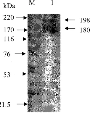 Gambar 3 Hasil SDS-PAGE IgYantitetanus setelah pemurnian FPLC. M : marker , 1 adalah sumur tempat dilalukan IgY ayam murni