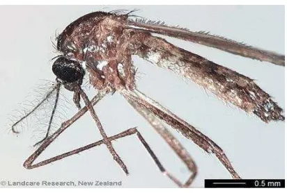 Gambar 9. Nyamuk Aedes aegypti (© Landcare Research, 2013). 