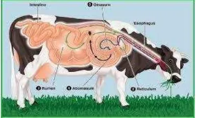 Gambar 2.  Sistem Pencernaan pada sapi (Hafni, 2014).  