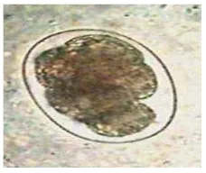 Gambar 4.  Telur Haemonchus contortus, telur berukuran 69-95 x 35-54 mikron (Purwanta dkk, 2009)