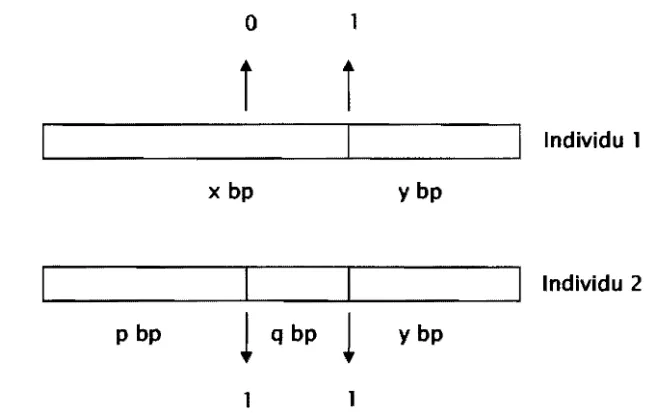 Gambar 4. Cara penilaian pita dengan sistem skoring (1 = ada pita, 0 =tidak 