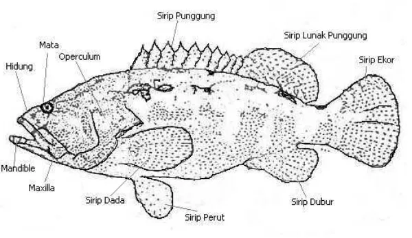 Gambar 2. Morfologi Ikan Kerapu 
