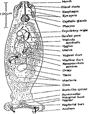 Gambar 3. Parasit Diplectanum (sumber :Noble et al. 1989) 