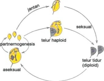 Gambar 2. Siklus Hidup Daphnia sp. (Mokoginta, 2003) 