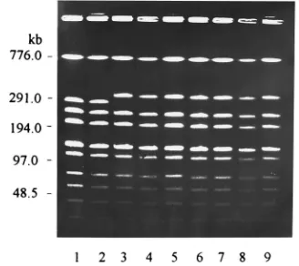 FIG. 1. Typical SDS-PAGE patterns of protein extracts of eight S. equisubsp. zooepidemicus isolates from pigs and monkeys.