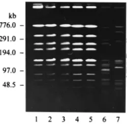 FIG. 3. Pulsed-ﬁeld electrophoretic restriction patterns of chromosomal