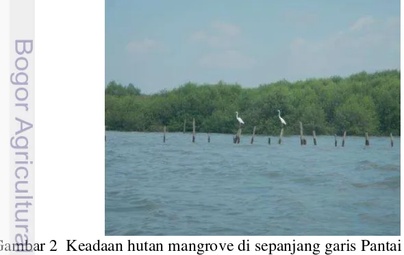Gambar 2  Keadaan hutan mangrove di sepanjang garis Pantai Timur Surabaya  