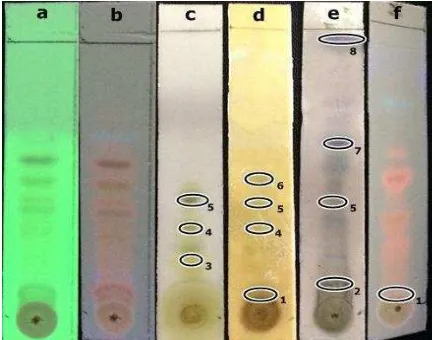 Gambar 1. Kromatogram Hasil KLT Ekstrak Etanol Daun Keladi Tikus dengan Fase Gerak N-Heksan : Aseton (7,5 : 2,5) dan Fase Diam Silika Gel GF254