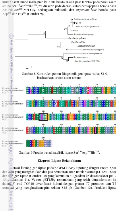 Gambar 8 Konstruksi pohon filogenetik gen lipase isolat S4-01 