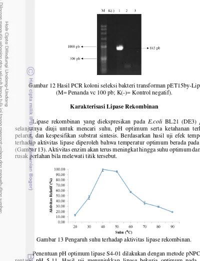 Gambar 12 Hasil PCR koloni seleksi bakteri transforman pET15by-Lip  
