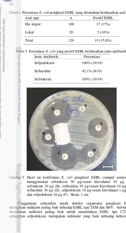 Tabel 4  Persentase E. coli penghasil ESBL yang ditemukan berdasarkan asal sapi 