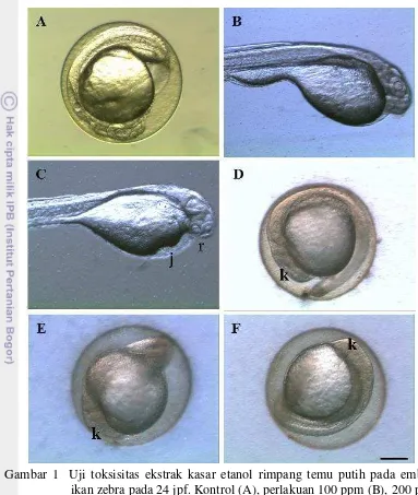 Gambar 1  Uji toksisitas ekstrak kasar etanol rimpang temu putih pada embrio 