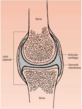 Figure 2.1 The schematic diagram of the synovial joint. Adapted from 