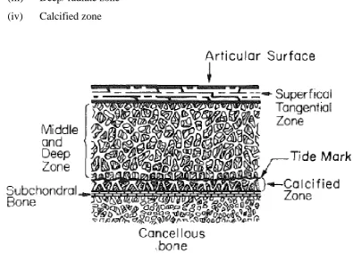 Figure 2.2 The schematic diagram of the articular cartilage. Adapted from Mow (1980).   