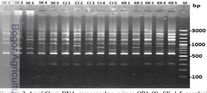 Gambar 2 Amplifikasi DNA menggunakan primer OPA-09: SK 1-5 populasi 