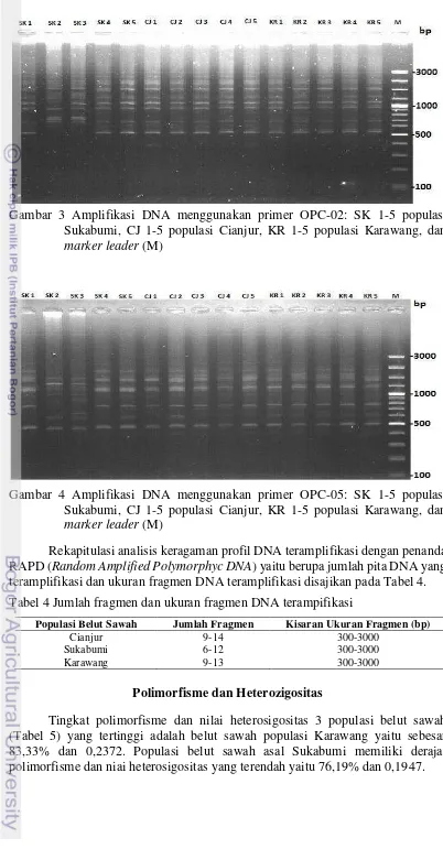 Gambar 3 Amplifikasi DNA menggunakan primer OPC-02: SK 1-5 populasi 