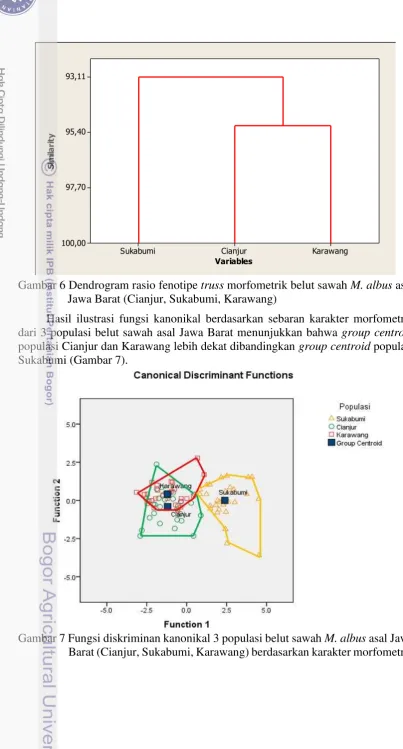 Gambar 6 Dendrogram rasio fenotipe truss morfometrik belut sawah M. albus asal 