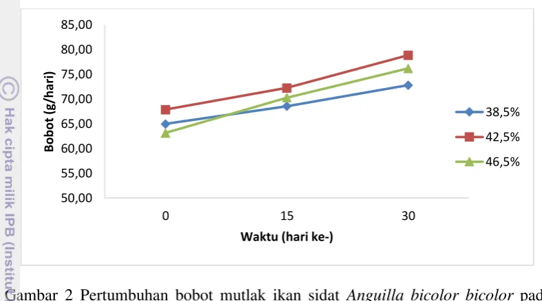 Gambar 2 Pertumbuhan bobot mutlak ikan sidat Anguilla bicolor bicolor pada 