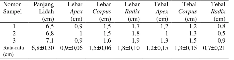 Gambar 2 Bagian Lidah, a = apex, b = corpus, c = radix. Skala = 2 cm. 