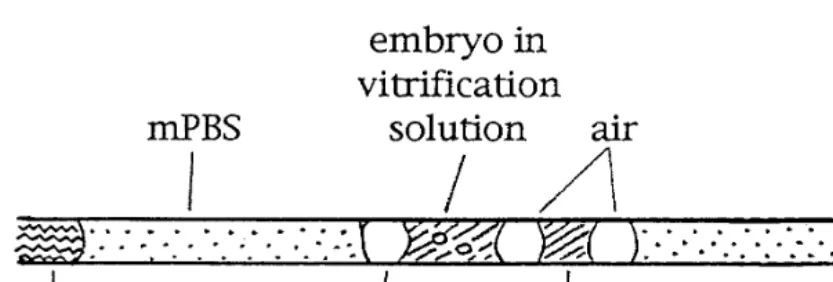 TABLE 1Development (at 24–48 h) of IVF Bovine Blastocysts