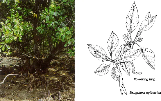 Gambar 2. Pohon dan bunga B. cylindrica (Paula, 1998) 