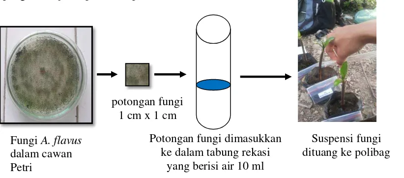 Gambar 3. Proses pembuatan suspensi fungi yang akan diaplikasikan ke bibit        B. cylindrica 