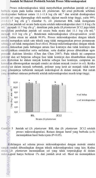 Gambar 5  Jumlah sel Lb. plantarum  BSL dan Lb. plantarum  2C12 setelah 
