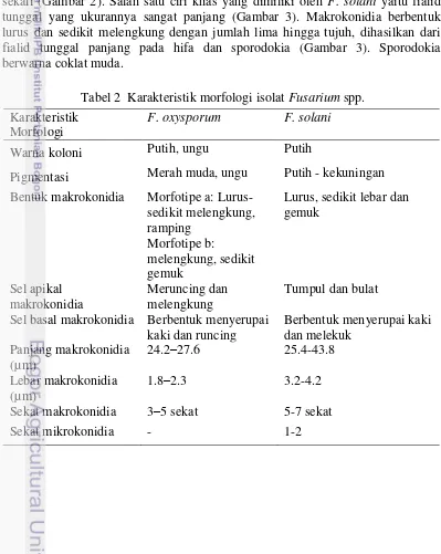 Tabel 2  Karakteristik morfologi isolat Fusarium spp. 