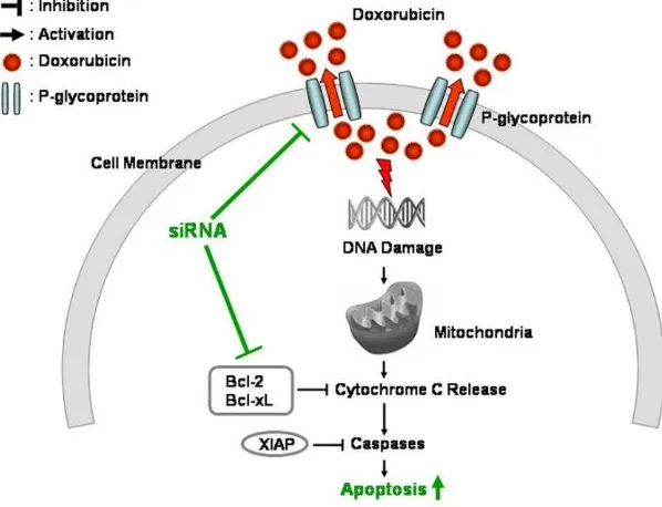 Gambar 2  Mekanisme kerja doxorubicin pada sel kanker (Kim  et al. 2009) 
