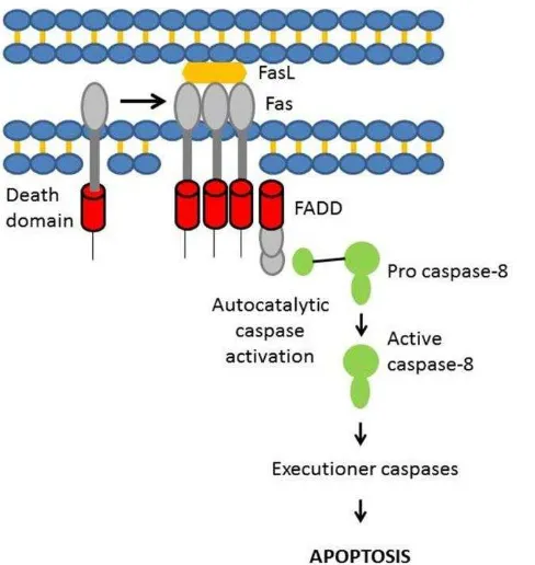 Gambar 3  Mekanisme apoptosis melalui jalur ekstrinsik (Zachary dan Mc Gavin 
