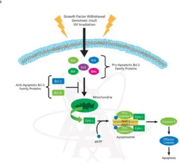 Gambar 4  Mekanisme apoptosis melalui jalur intrinsik (CCRC 2012) 
