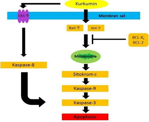 Gambar 7  Mekanisme kerja kurkumin pada sel tumor (Wu et al. 2010) 
